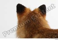  Red fox head 0006.jpg